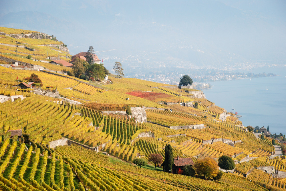 A Year in the Lavaux - Autumn 