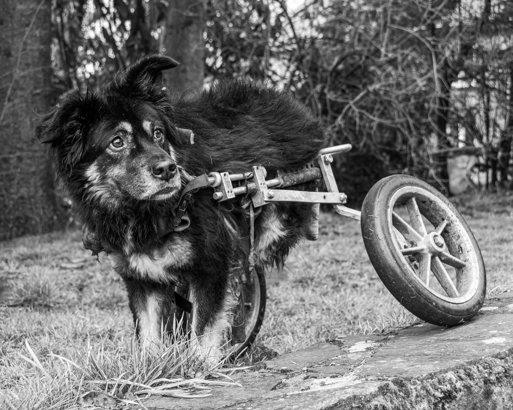 Hond met beperking