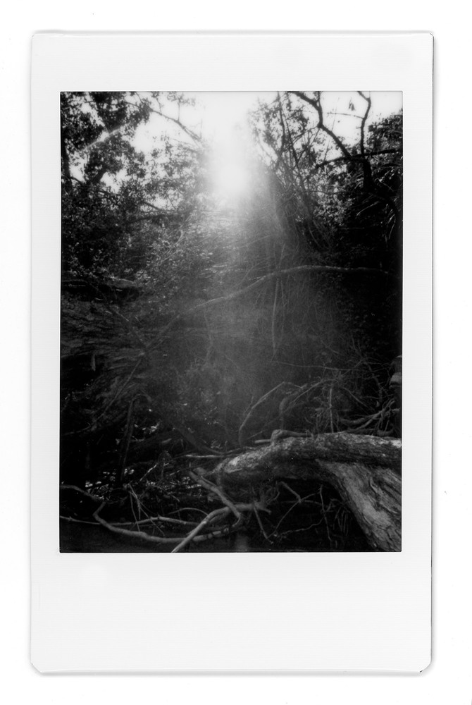 Echo - (Te Komiti, Bucklands Beach)