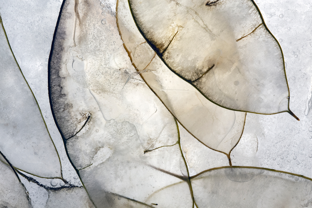 Lunaria Rediviva