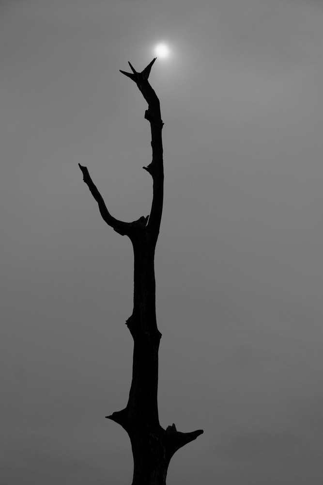 Verticals
