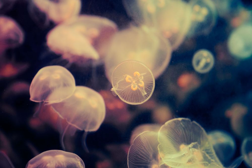 Contemplum