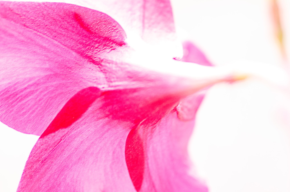 The Endless Flow of Continuous Creation