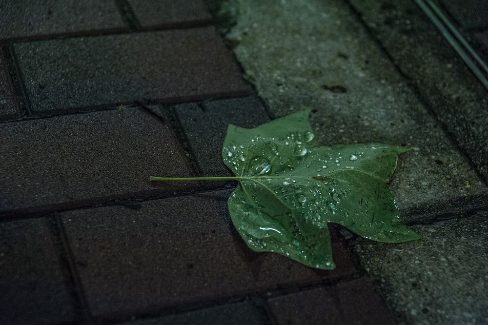 a wet night after rain