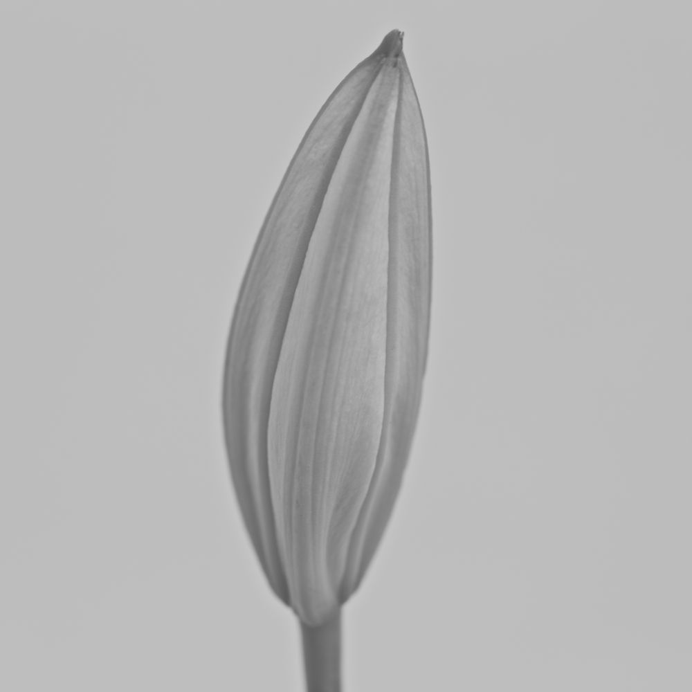 Flower language