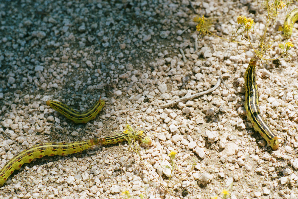 Ross Landsman Nature LensCulture