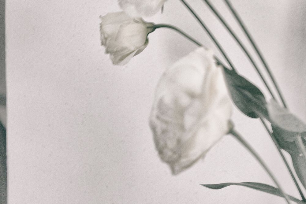 WHITE [ABSENCE]