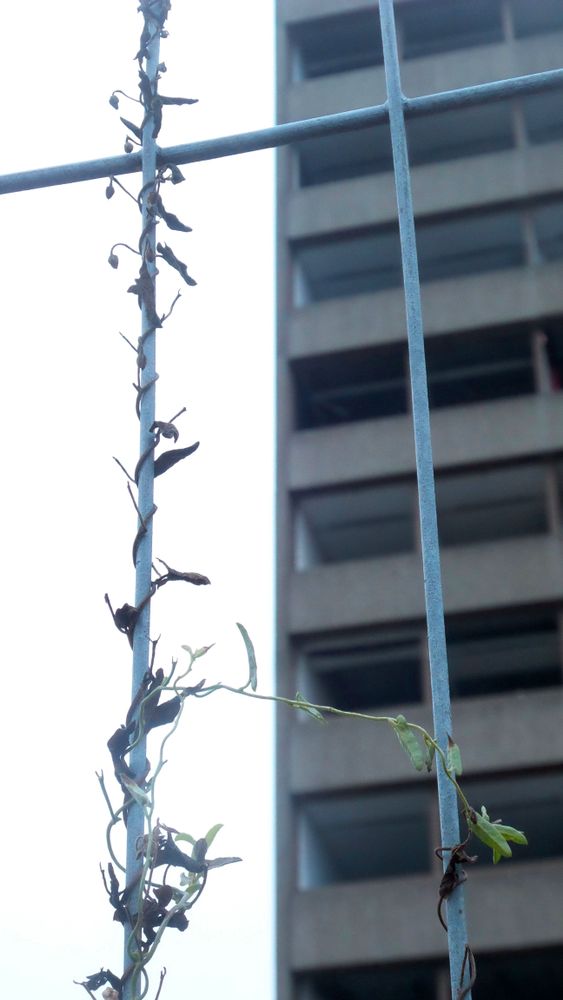 Fragile city