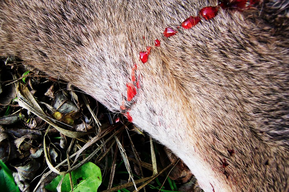 Animal/anima Part I At the Edge