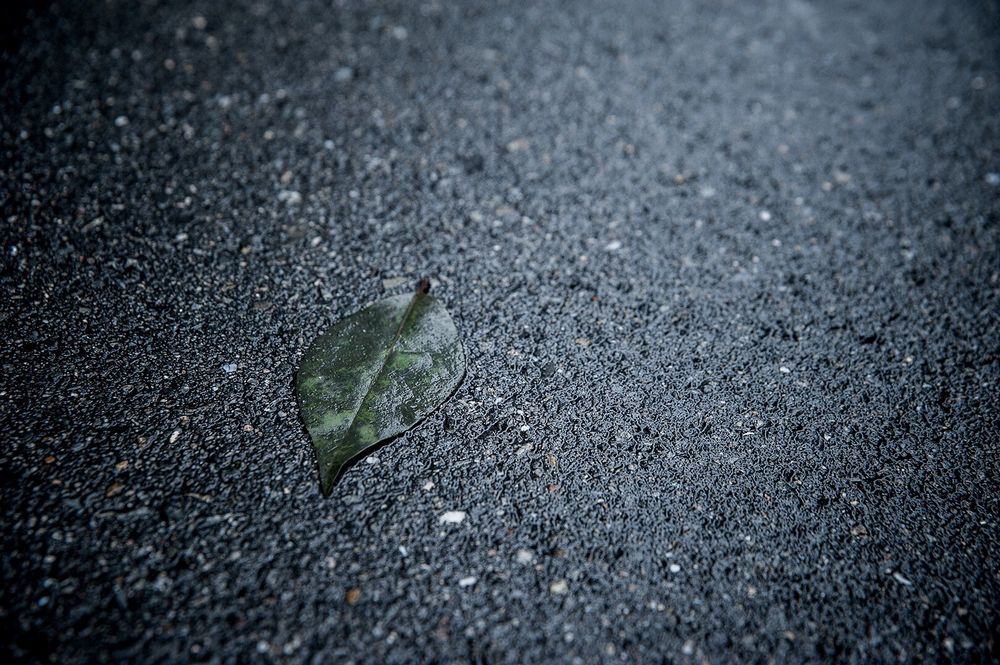 A morning, after rain.
