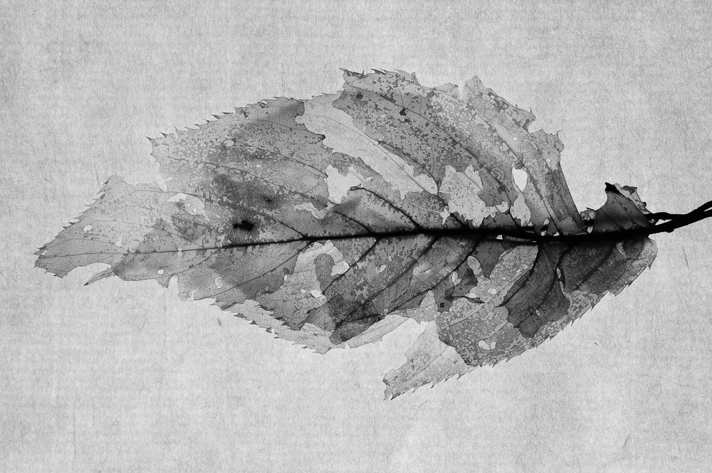 funeral(for my leaves)