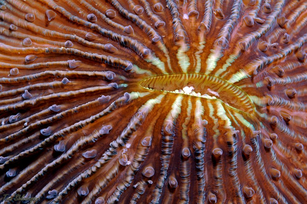 Coral close-ups
