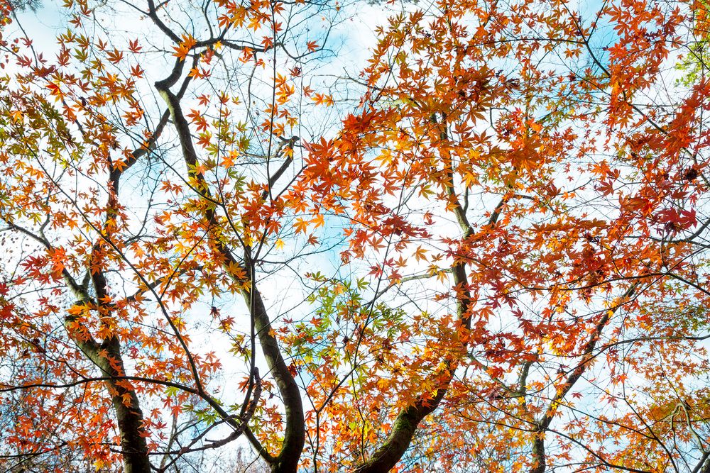 Magic Trees