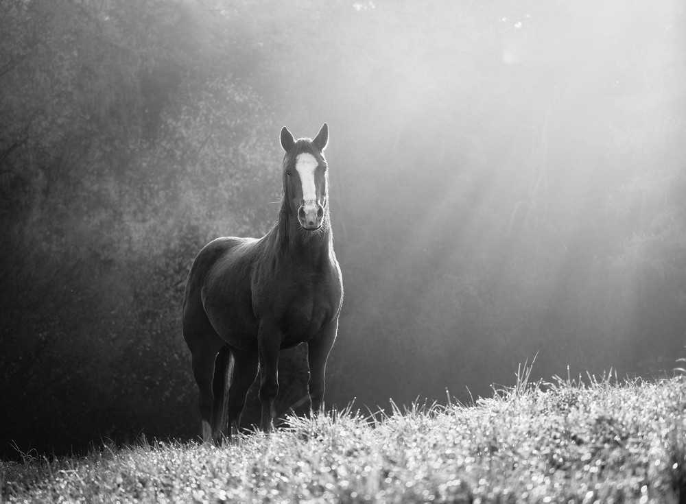 Lessinia Horses, backlights.