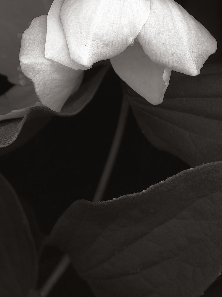 flowers 2