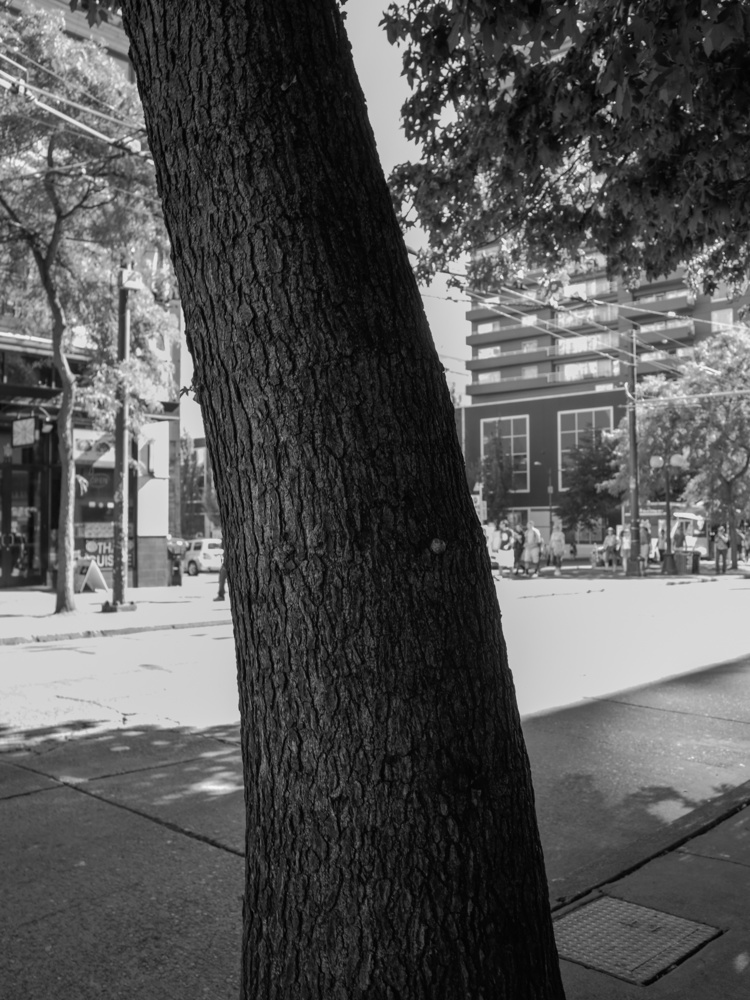 Seattle Trees: 2013
