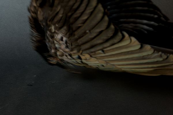 RAVEN (black), 2013