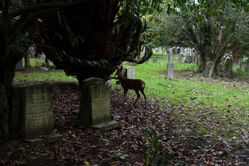 Autumn at the Cemetery. A Site of Nature and Conservation Importance