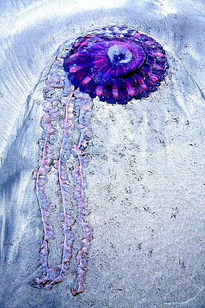 Medusa