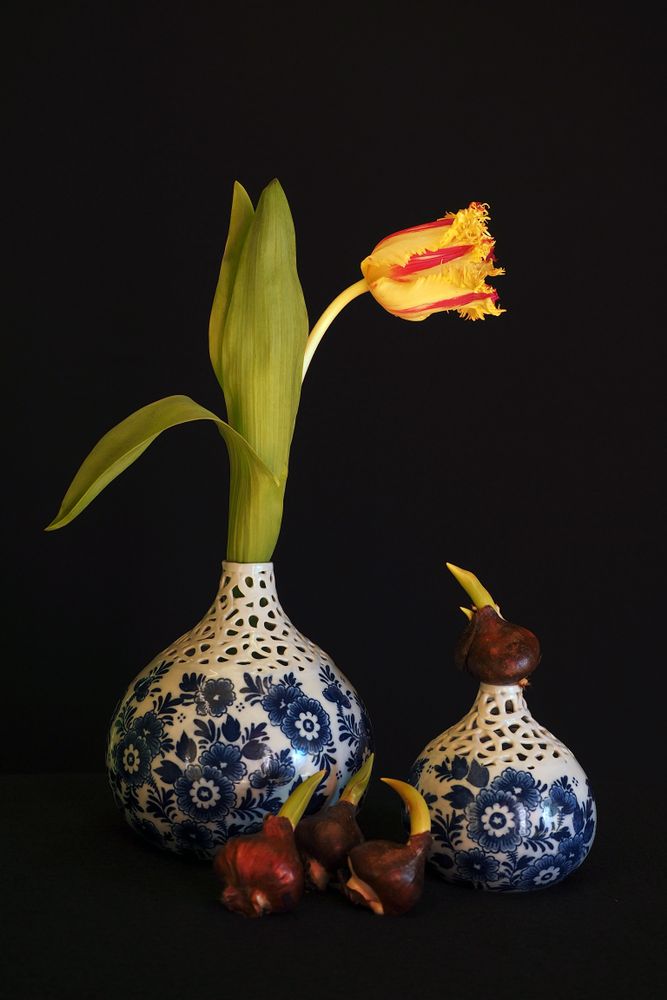 "In de ban van de Tulp"