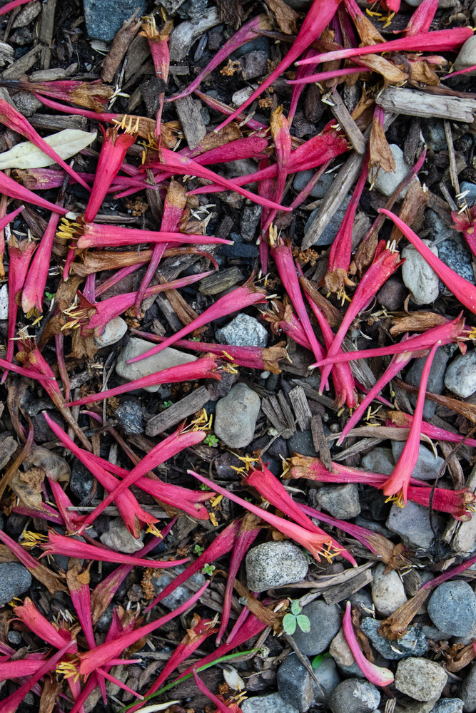 The "After Party" in my Garden