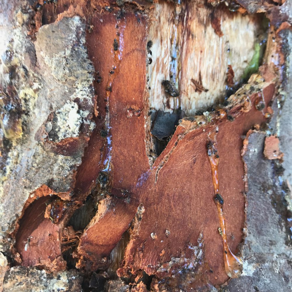 TREE TRUNKS AND ABSTRACTIONS