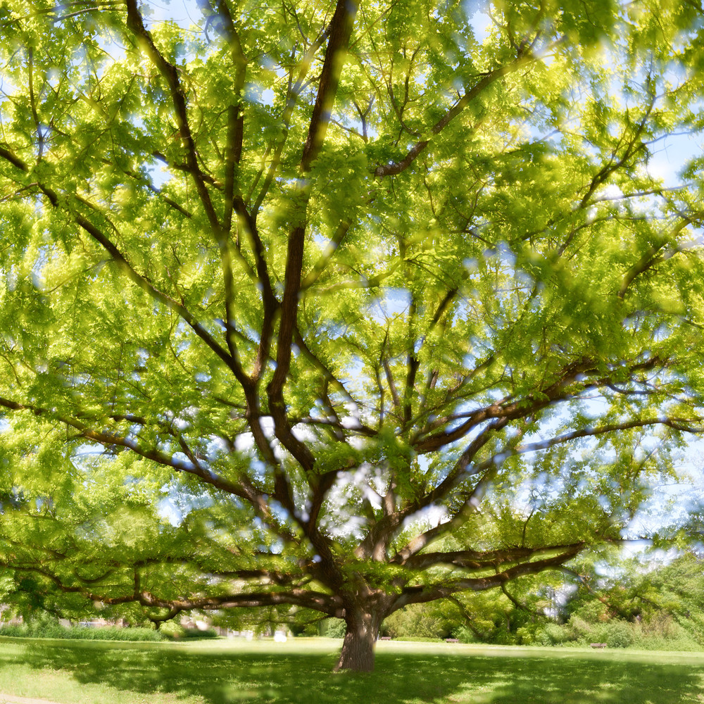 The Soul of Trees