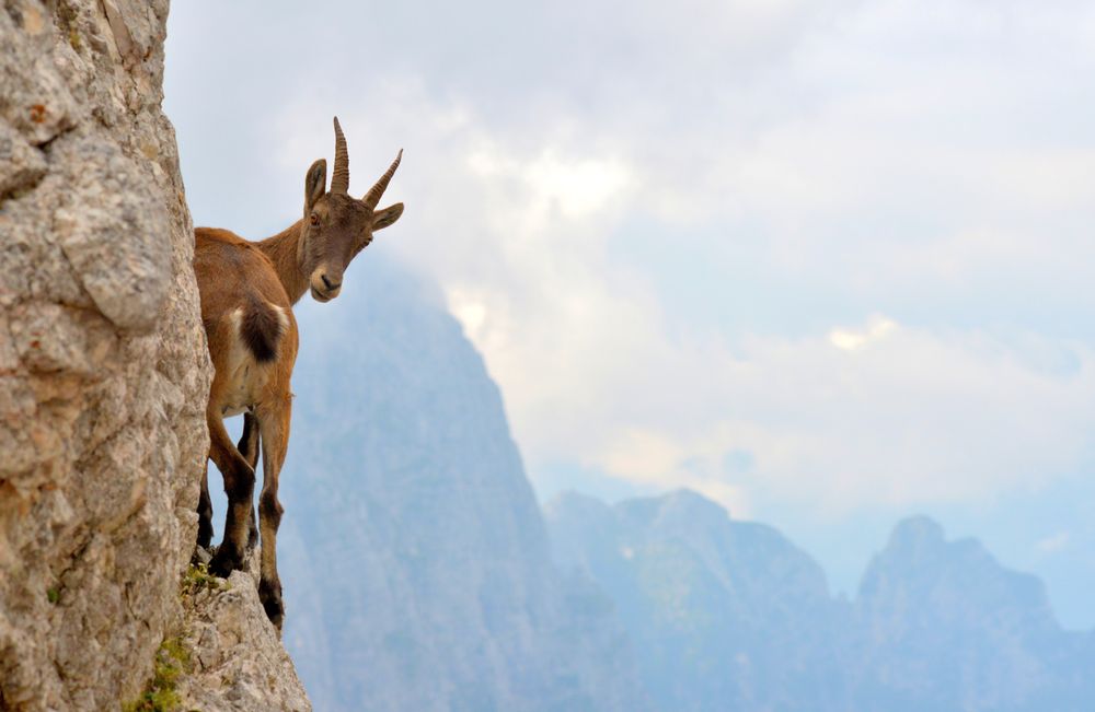 Ibex of Montasio