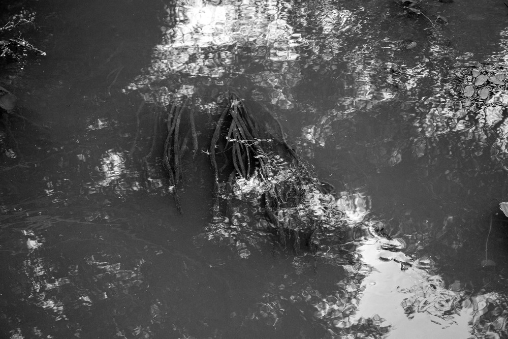 Waiatarua Wairepo (4) - (Waiatarua Wetlands)