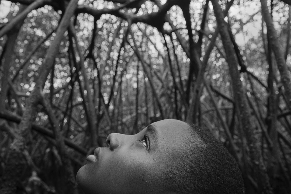 Lord of the Mangrove
