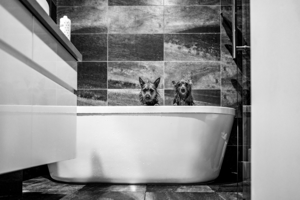 Dogs
