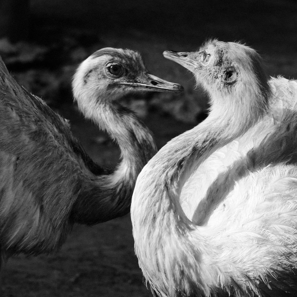 Entertainment Animals