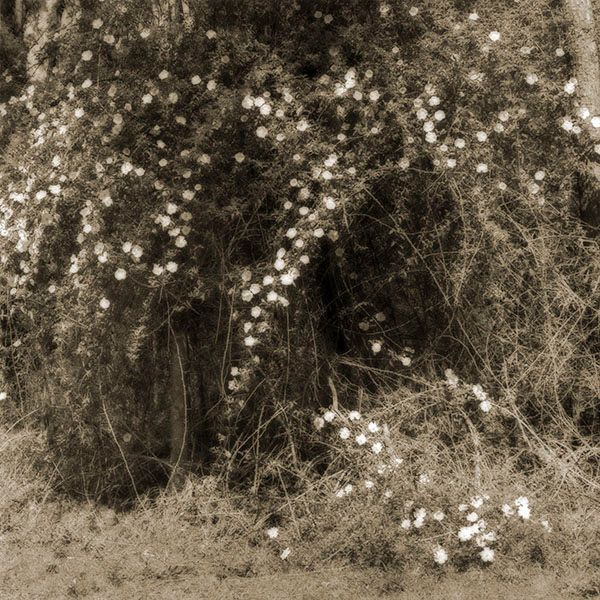 In Search of Eden