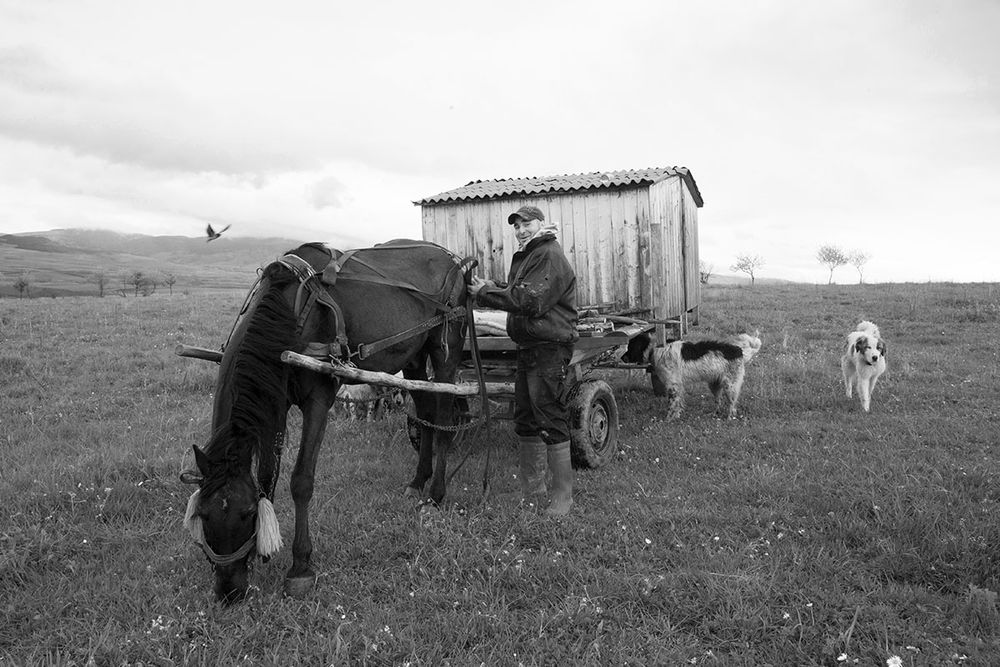 Transhumance