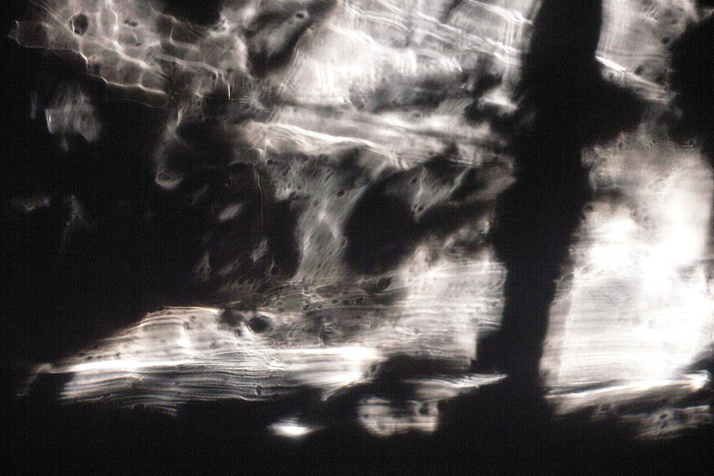 shadows on my wall