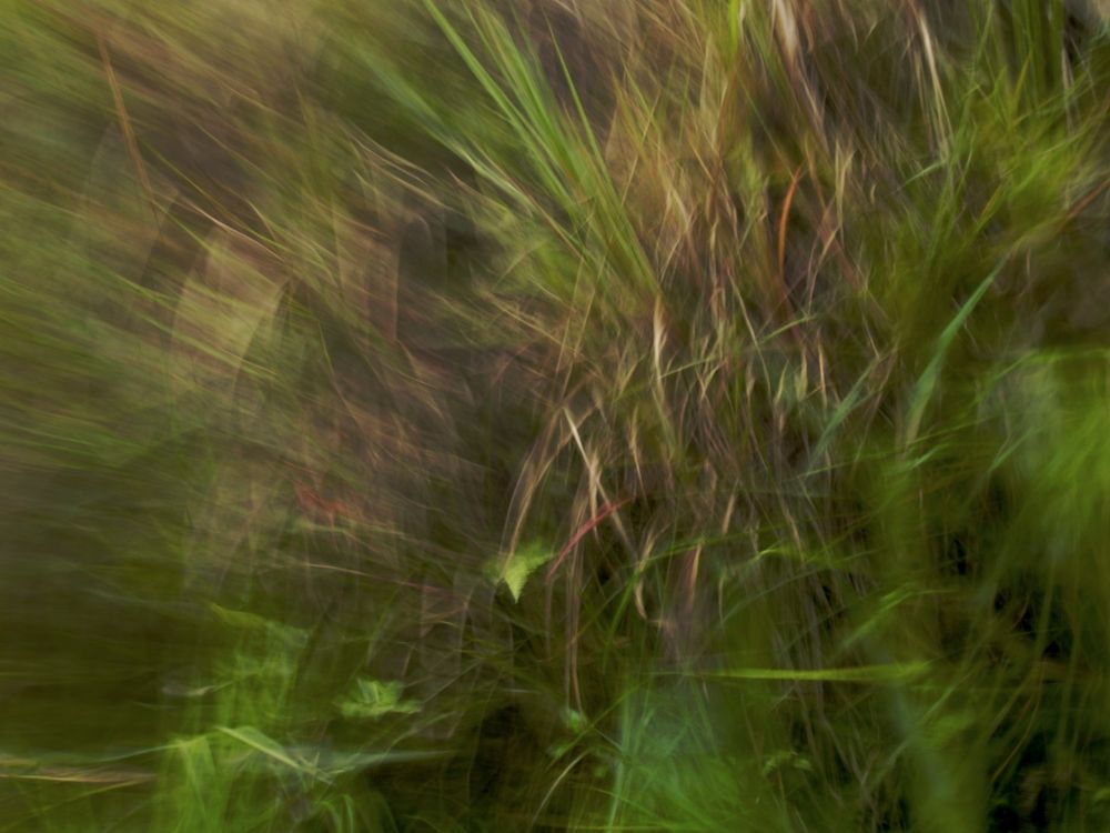 Jungleprints