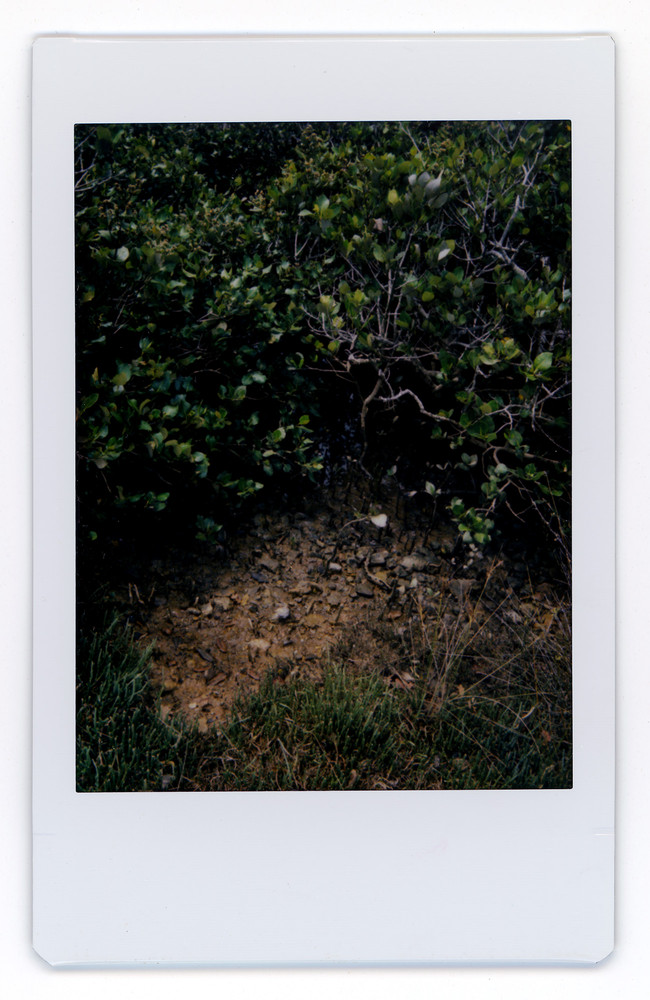 Waiheke Wairepo - (Waiheke Island Wetlands)