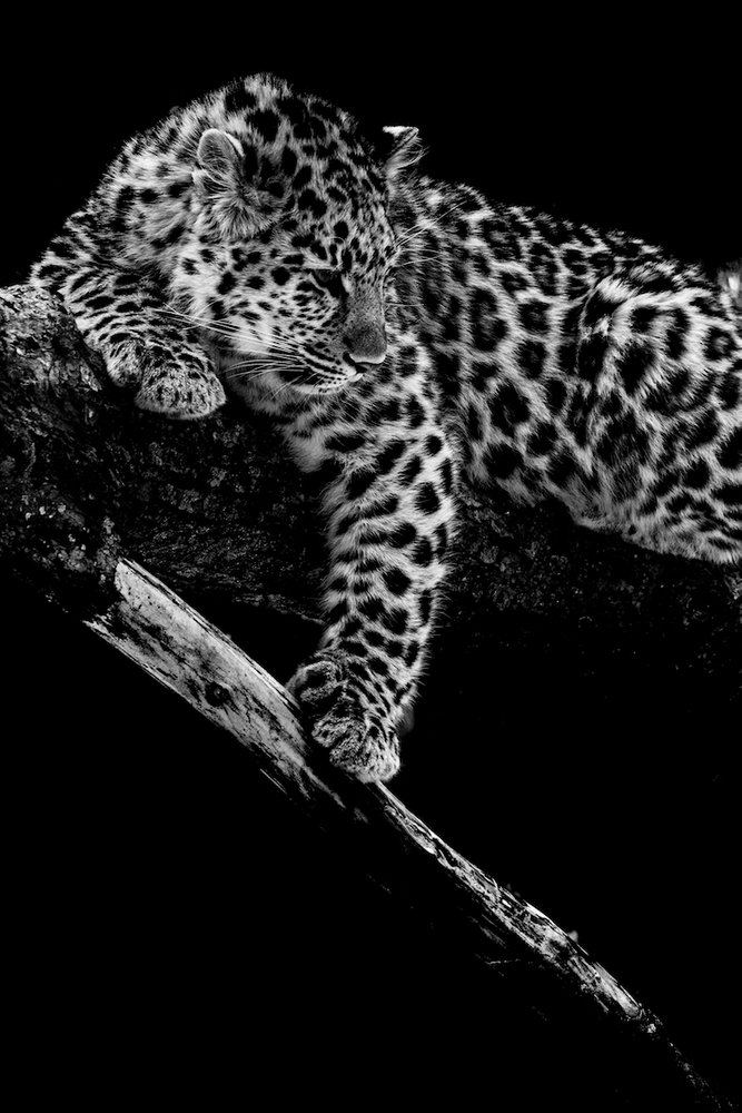 leopard de l'amour née pas césarienne