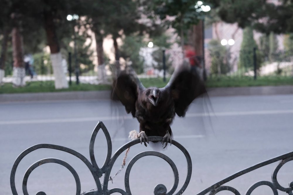 birds (to fly or not to fly)