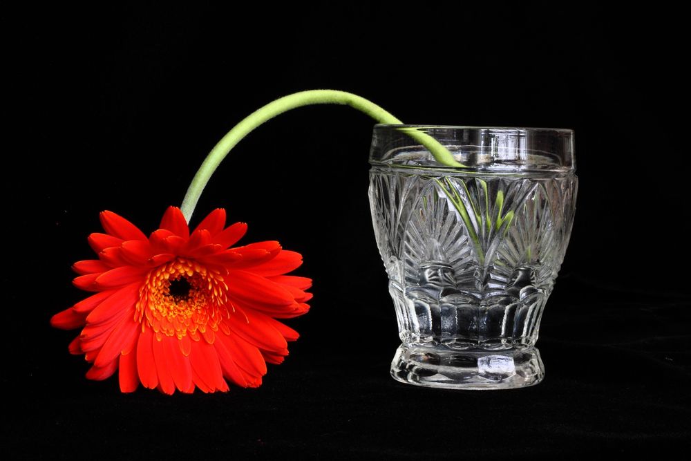 Still Life on Black