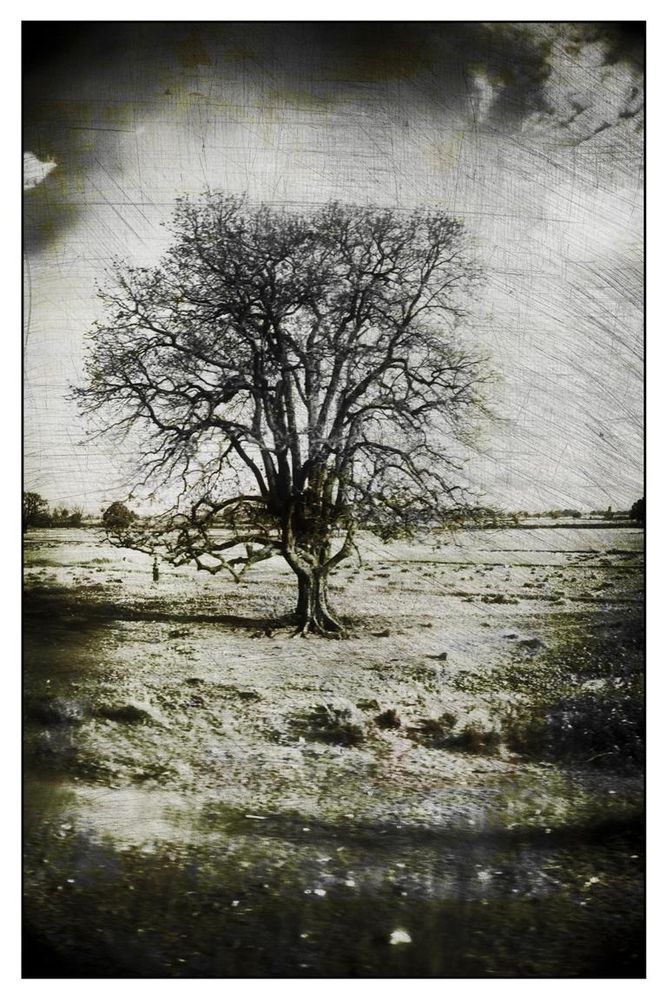 THE TREE OF LIFE 