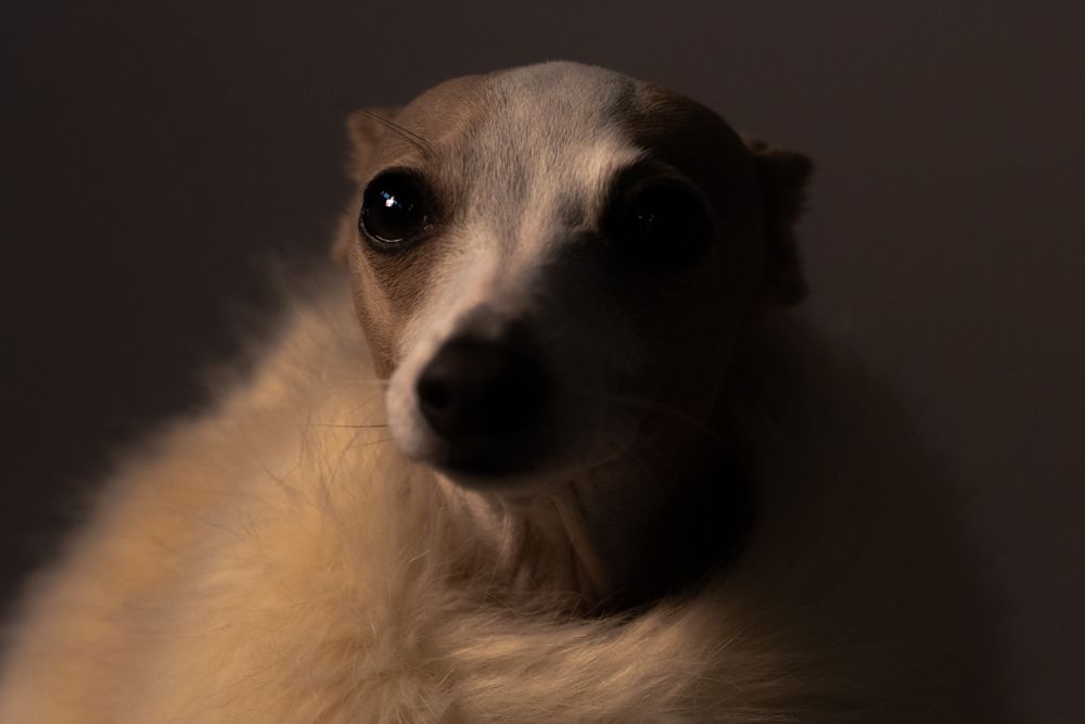Lady Lea