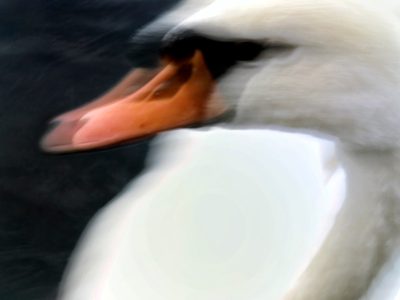 swans
