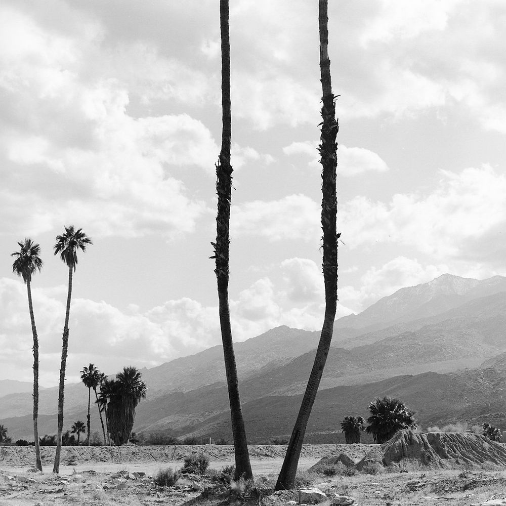 Palms