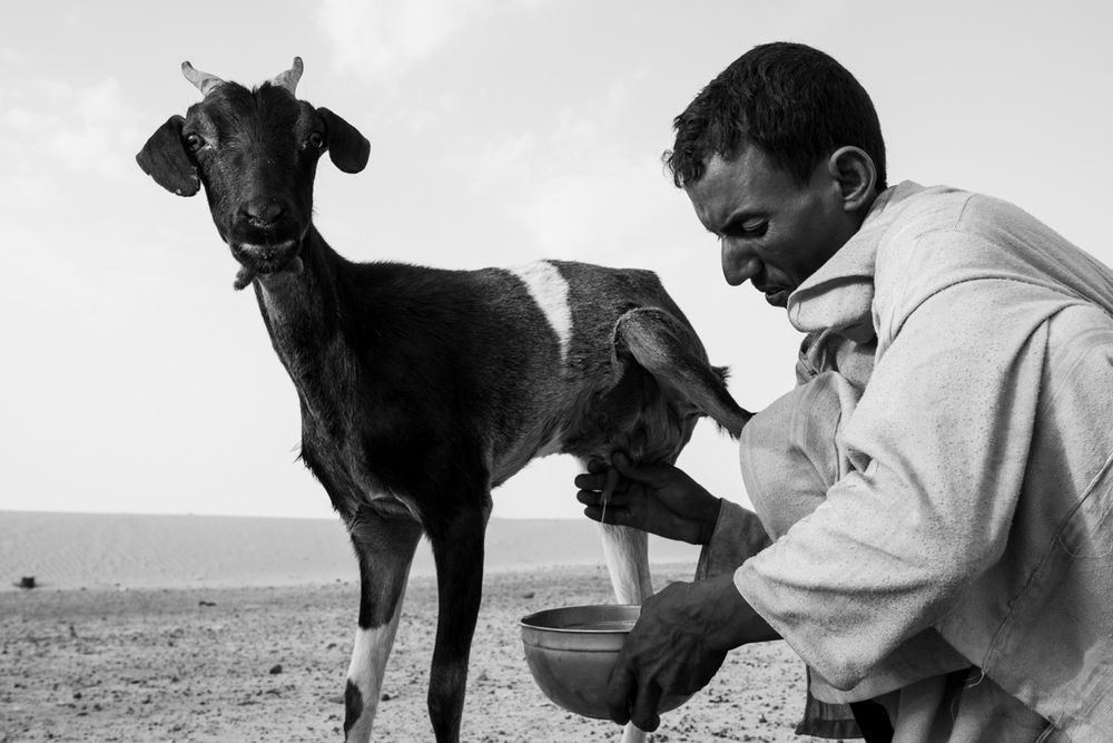 Nomads of the desert