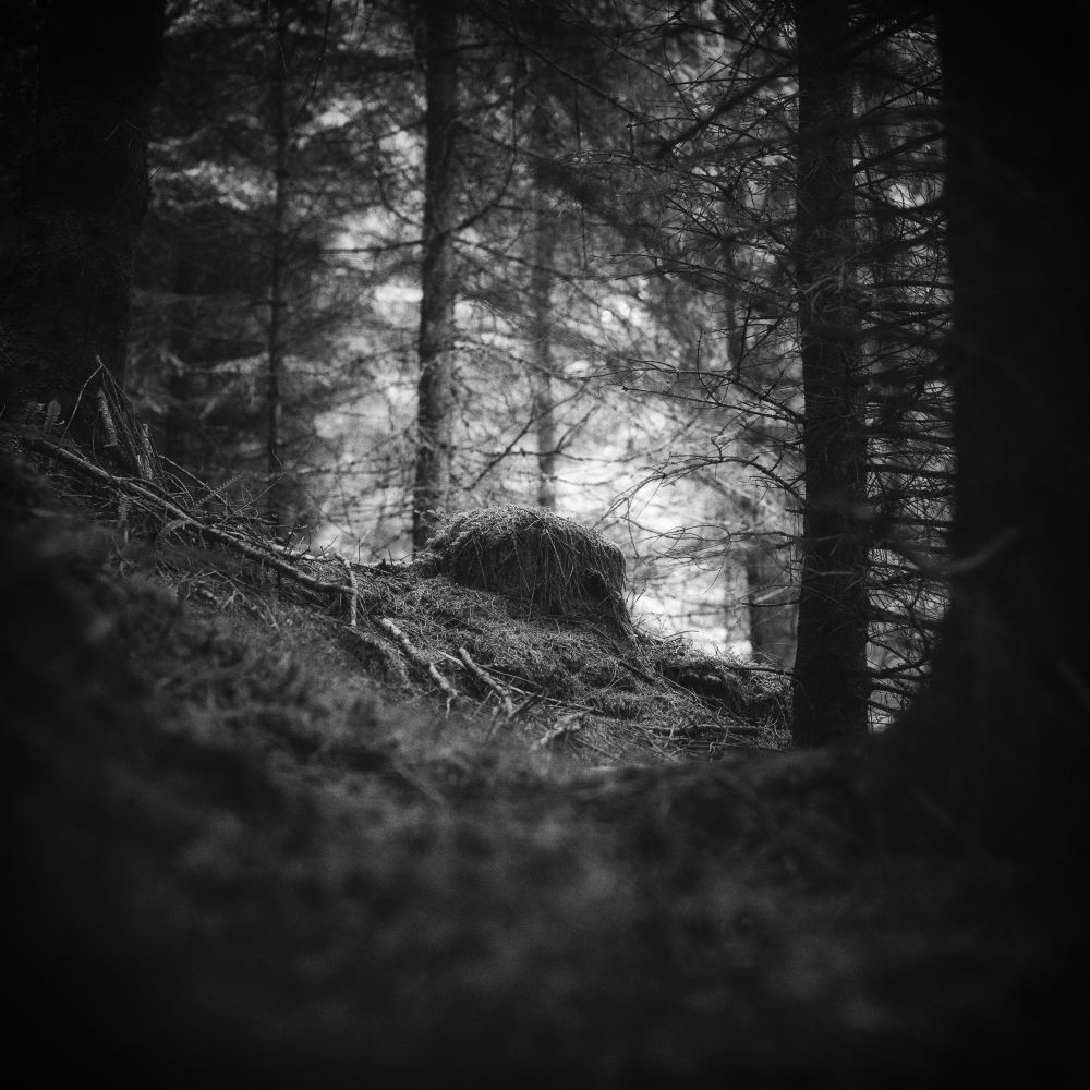 Norwegian Forest Mysteries
