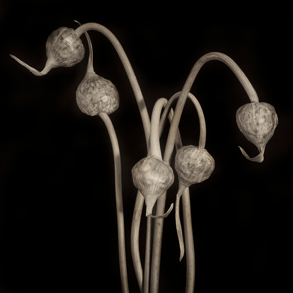 A Bowing Acquaintance with Plants