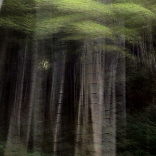  Trees