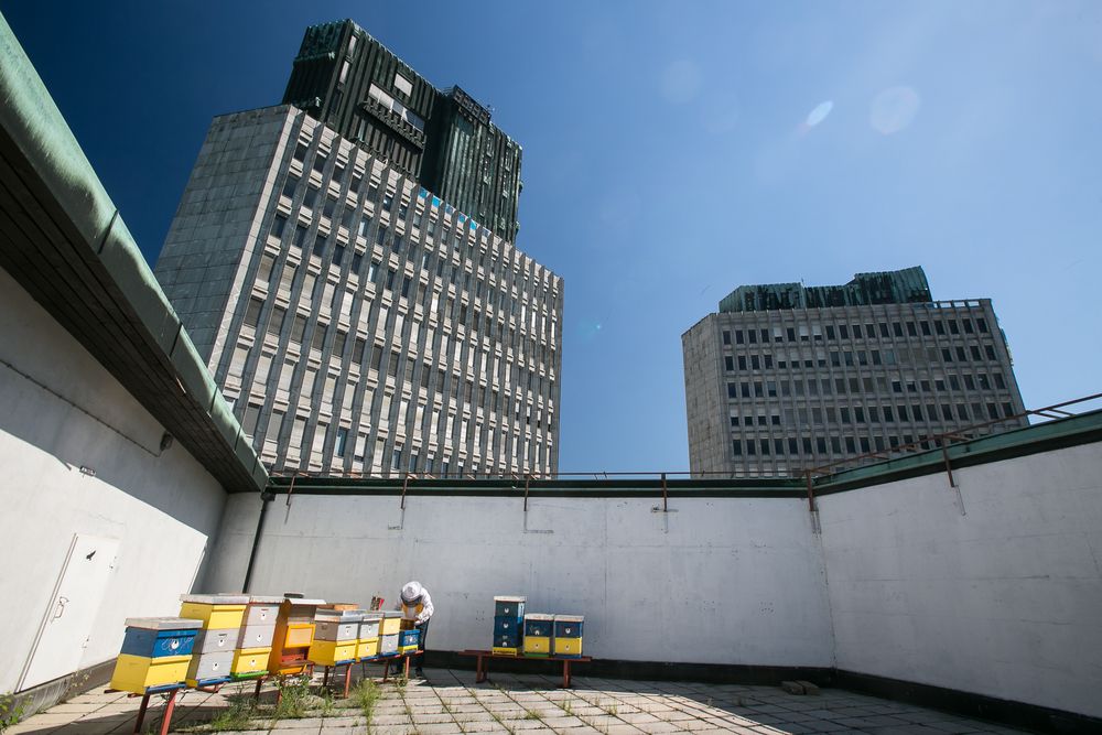 Urban Beekeeping in Ljubljana