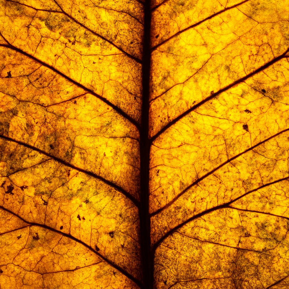 Senescence